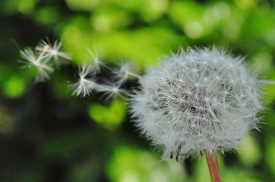 White Dandelion Flower, bloom, blooming, blossom, blur, close-up HD wallpaper