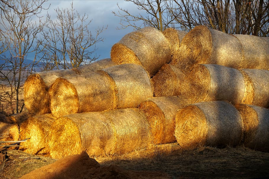 packages, hay, straw, agriculture, stacked, bal, countryside