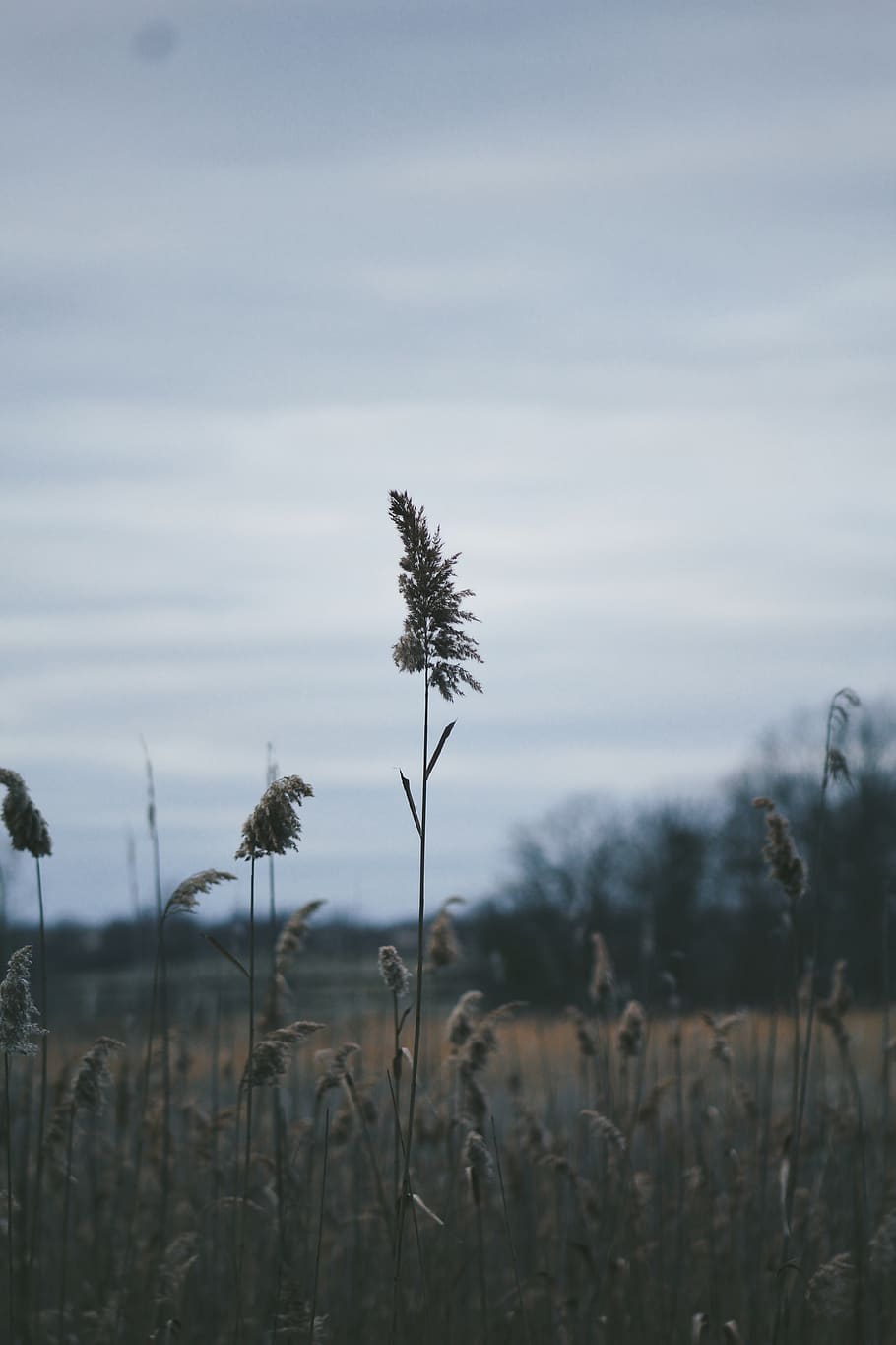 plant, growth, field, nature, focus on foreground, sky, tranquility HD wallpaper