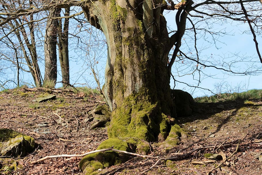 tree, wild, green, nature, wood, wooden, woods, jungle, forest HD wallpaper