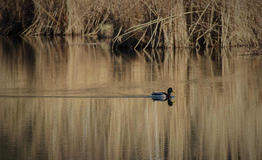 pond, mare, duck, nature, marsh, reed, environment, water, nautical vessel HD wallpaper