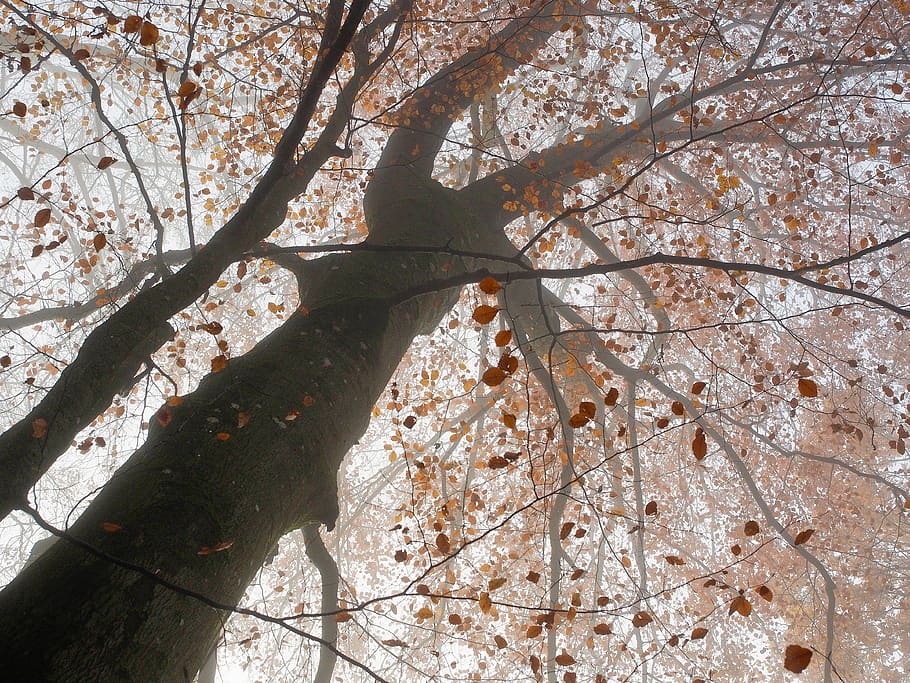 brown tree, plant, tree trunk, blossom, flower, animal, bird HD wallpaper