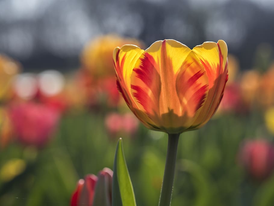 pink, yellow, spring-time, blossom, flower, tulip, flowering plant HD wallpaper