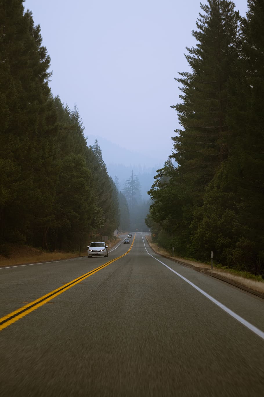 trees, road, forest, oregon, street, driving, landscape, fog HD wallpaper