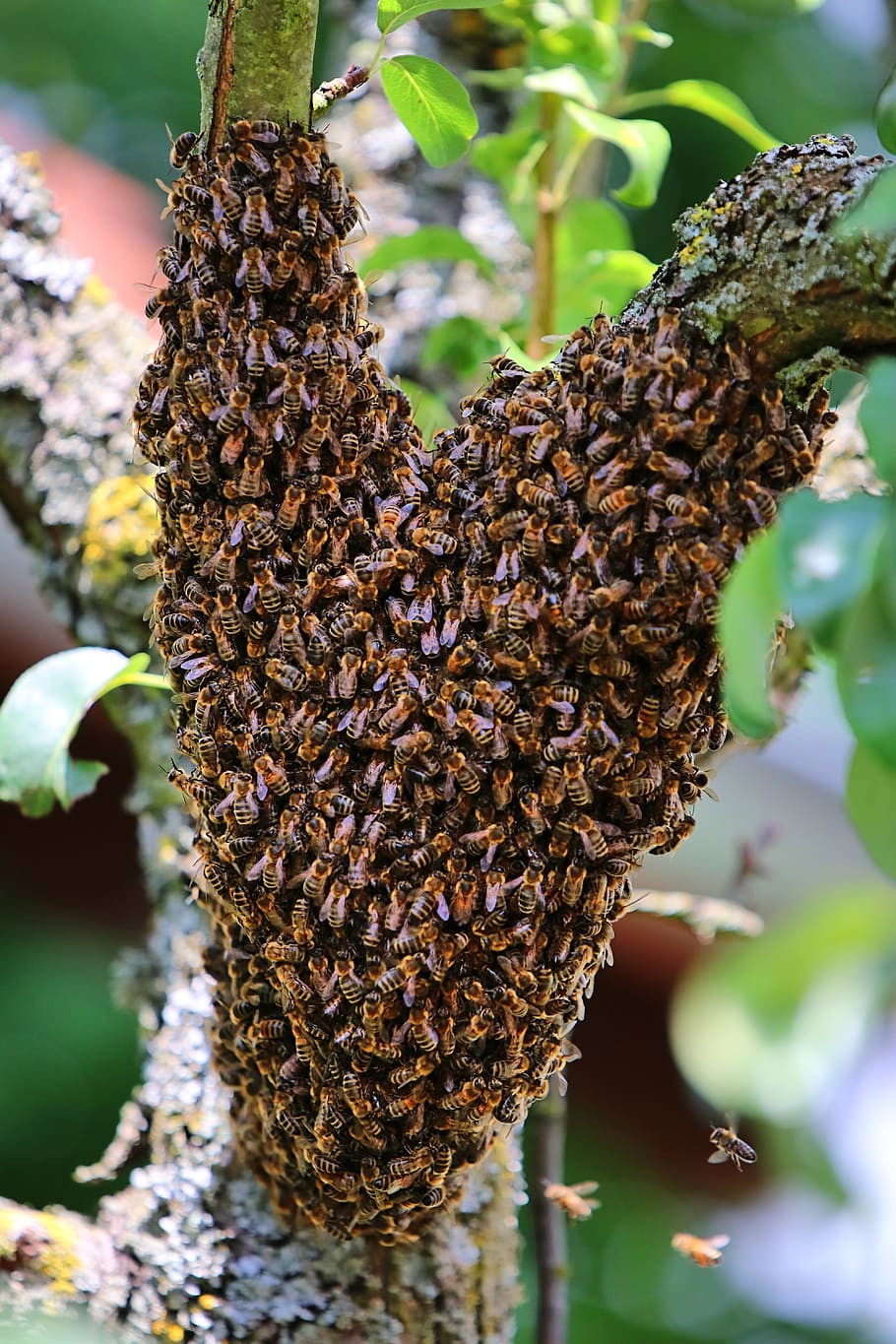 bees, swarm, tree, escaped, invertebrate, close-up, insect
