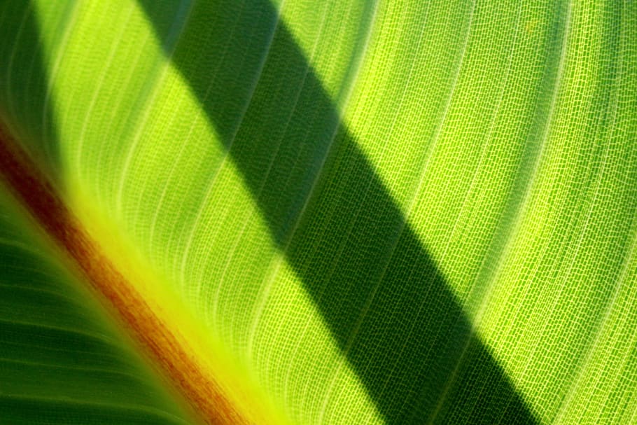 leaf, shadow, forest, leaves, nature, green, trees, branches HD wallpaper