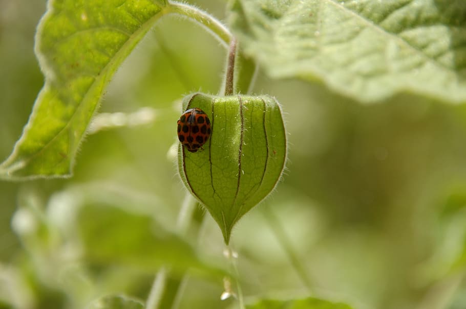 lady bird, bug, insect, nature, ladybug, leaf, garden, environment HD wallpaper