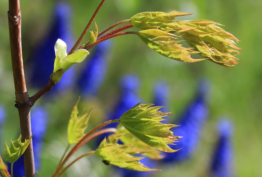 plants, spring, leaves, colors, blue, green, nature, season HD wallpaper