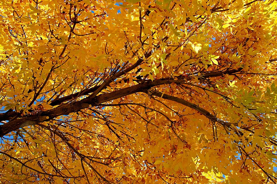 This is one of many wonderful golden autumn trees that I photographed during an outing on Oct 20, 2011 near Denver, Colorado. It was a wonderful day and the trees were spectacular. HD wallpaper