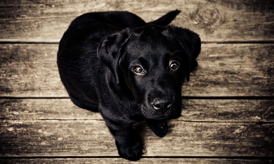 black puppy, domestic, dog, canine, mammal, domestic animals HD wallpaper