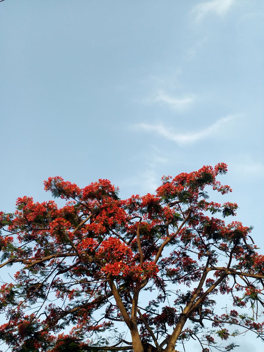 Hd Wallpaper Nigeria Lagos Victoria Island Sky Plant Tree Images, Photos, Reviews