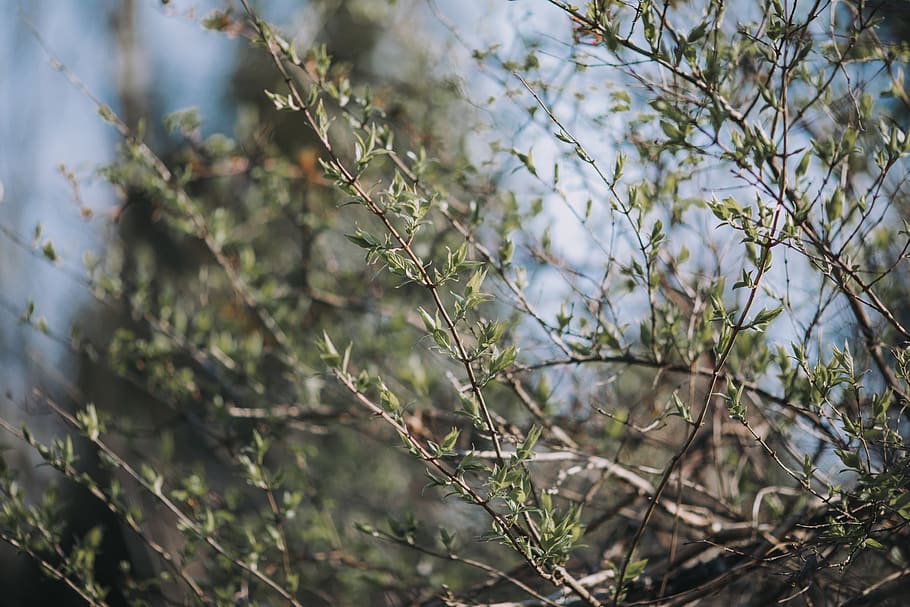 tree, forest, plant, leaf, leaves, twig, branch, sky, green HD wallpaper