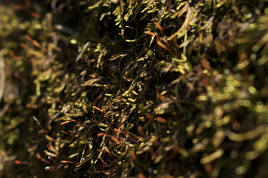 green hedge, bush, plant, vegetation, texture, moss, nature, seaweed HD wallpaper
