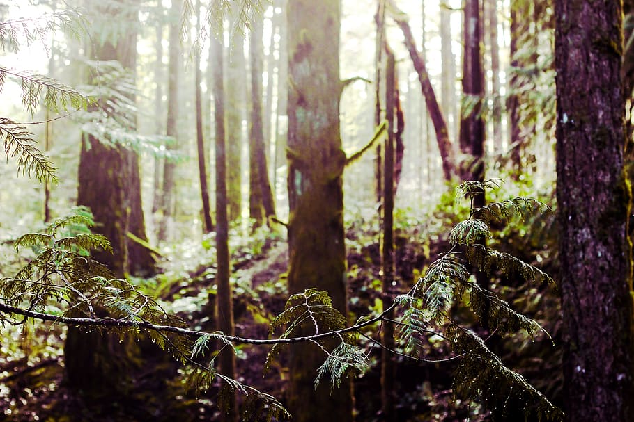 Dew On Forrest Branches In Sunlight Photo, Backgrounds, Trees HD wallpaper