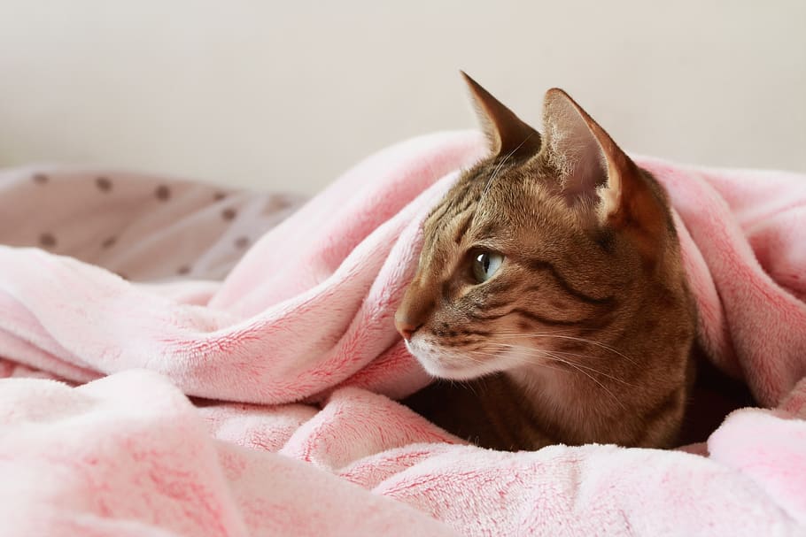 cat, lying, dormant, home, pet, pussy, small, cute, resting HD wallpaper