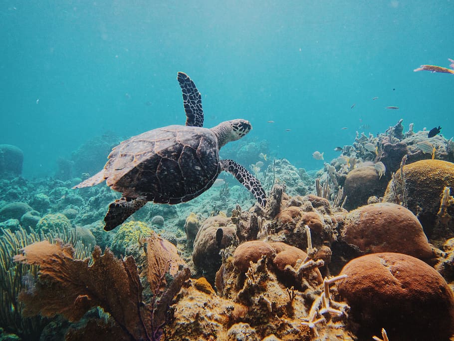 guantánamo bay, blue, reef, coral, underwater, wildlife, ocean, HD wallpaper
