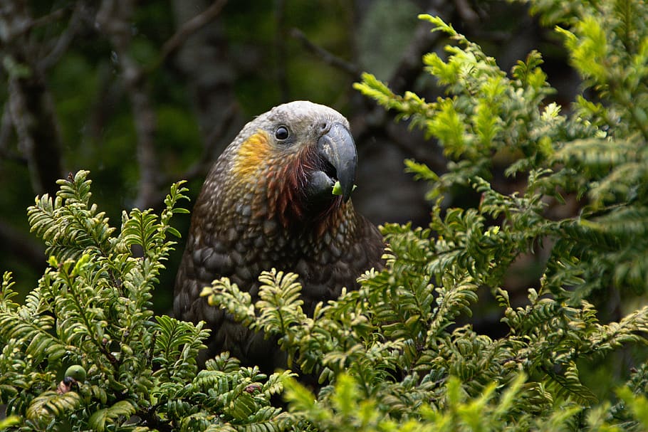 tree, green, plant, bird, animal, nature, forest, animal wildlife HD wallpaper