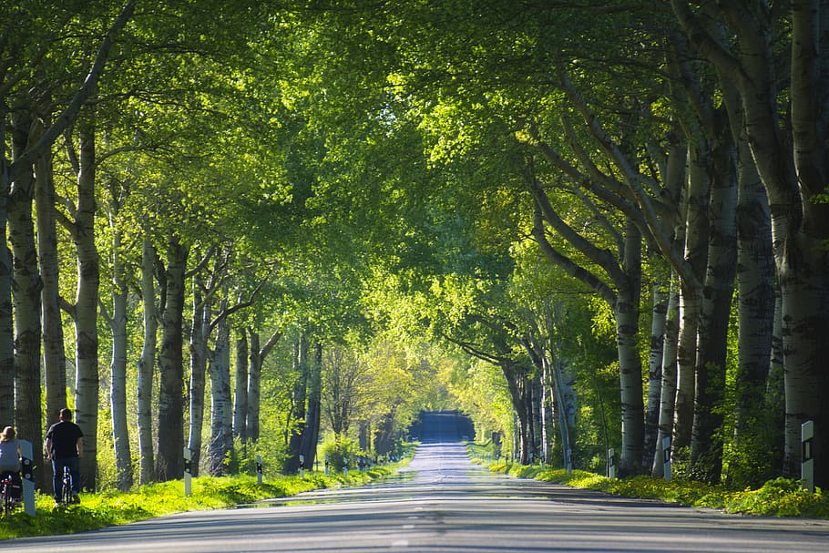 tree lined avenue, trees, nature, road, forest, plant, the way forward