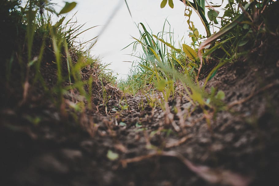close-up photo of grass on ground, plant, soil, vegetation, animal