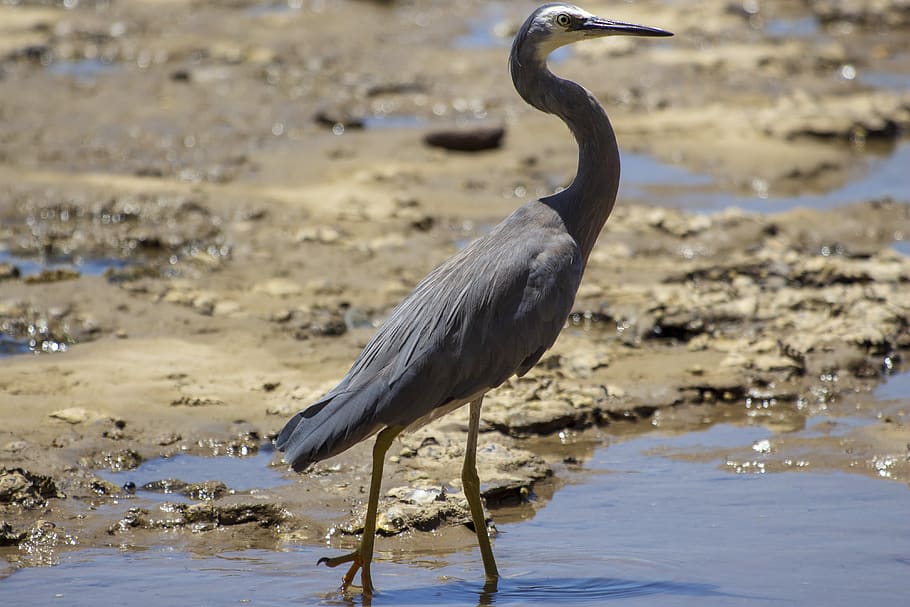 bird, heron, seaside, rocks, water, shore, wading, feathers HD wallpaper