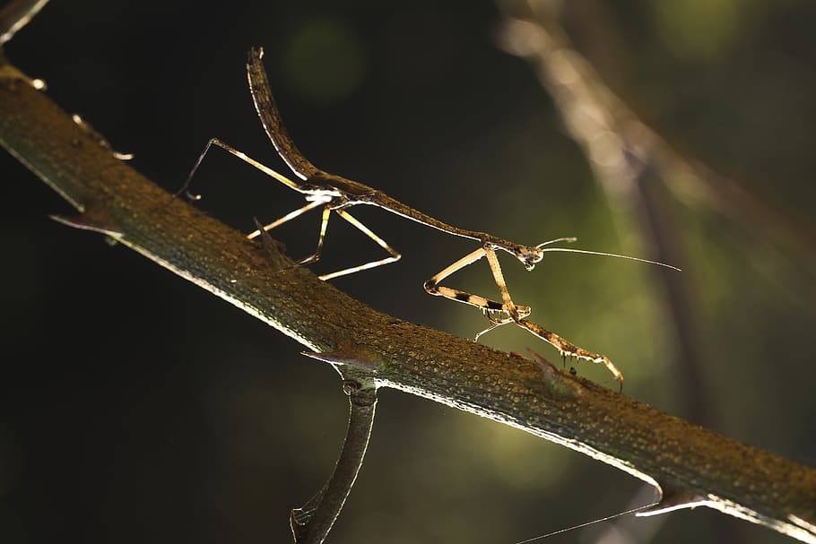 Close-up Photo of Brown Praying Mantis on a Branch, insect, invertebrate HD wallpaper