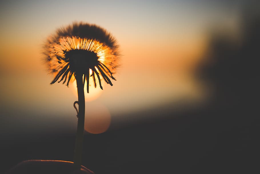 dandelion, flower, sunset, dusk, shadow, silhouette, nature HD wallpaper