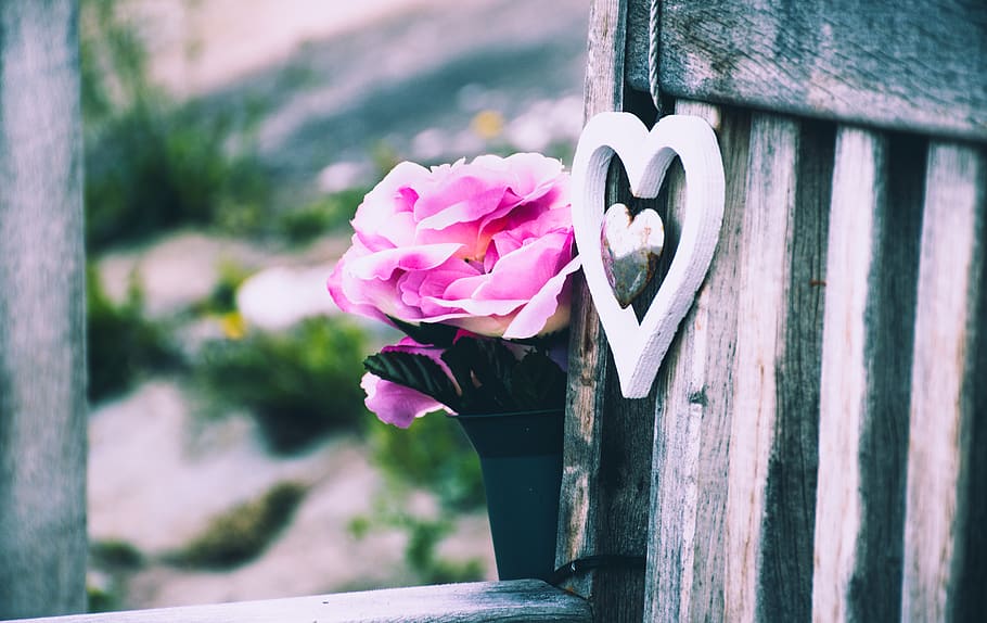 Selective Focus Photography of Pink Rose Flower and Silver-colored Heart Pendant Beside Gray Wooden Wal HD wallpaper
