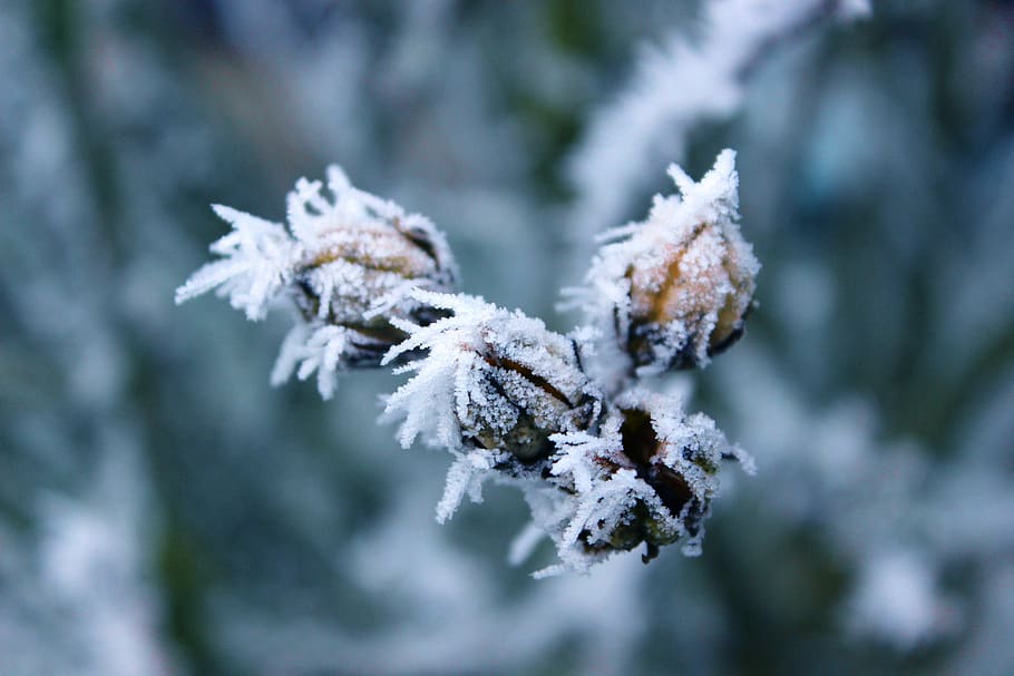 frost, chill, ice, nature, winter, cold, macro, cold temperature, HD wallpaper