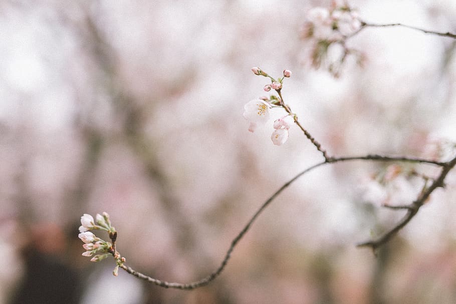 flower, plant, flowering plant, freshness, tree, growth, beauty in nature HD wallpaper