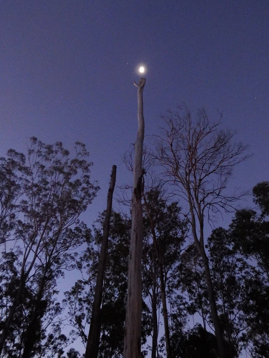 australia, bauple forest, tree, moon, night, plant, low angle view HD wallpaper