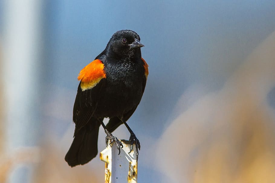 red, winged, blackbird, animal, wild, nature, flying, animal wildlife HD wallpaper