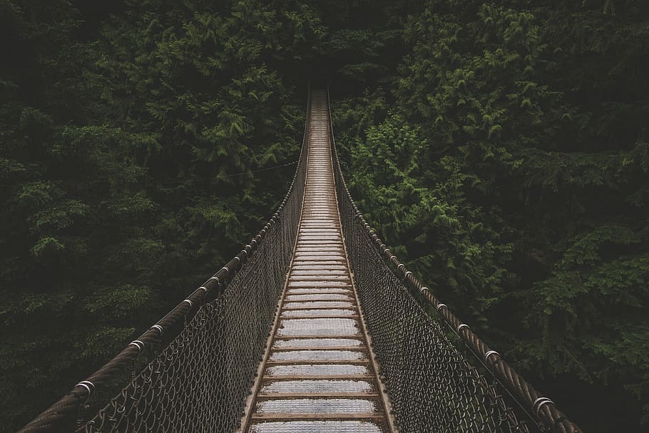 dark, trees, plant, nature, forest, travel, hanging bridge HD wallpaper