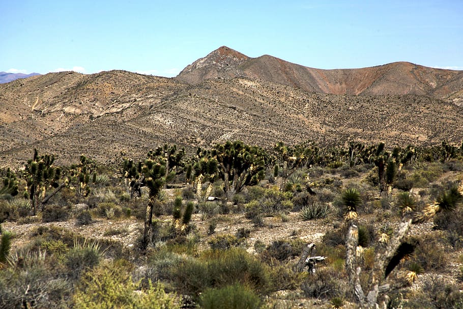 desert, arid, cactus, mountain, dry, heat, summer, plant, scenics - nature HD wallpaper