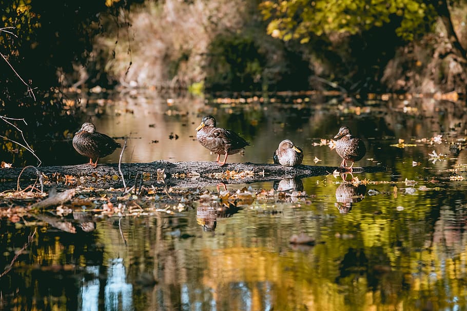reflections of trees in water, waterfowl, duck, bird, animal, HD wallpaper