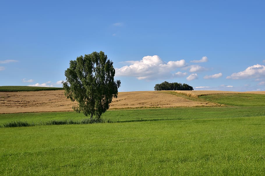 landscape, sky, clouds, nature, scenic, beautiful, summer, tree HD wallpaper