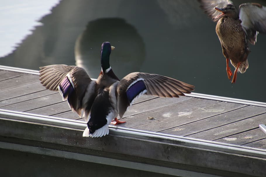 ducks, couple, flight, birds, animal, plumage, female, open wings HD wallpaper