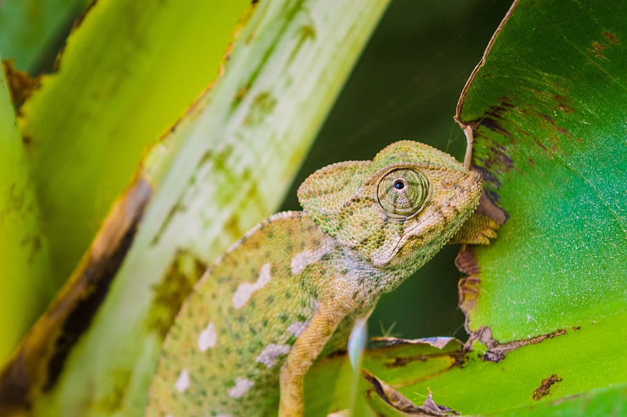 lizard, animal, reptile, iguana, creature, wildlife, colorful HD wallpaper