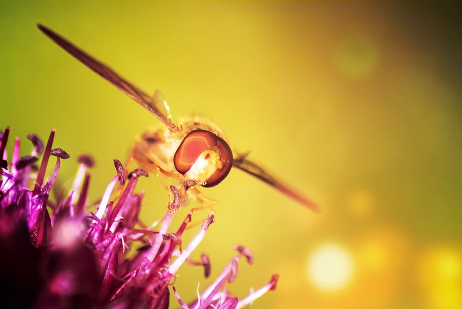 hoverfly, standing fly, schwirrfliege, flower, insect, flora HD wallpaper