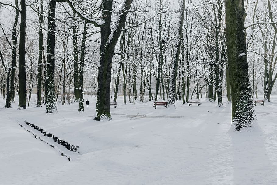 Wintery Park, white, clean, outdoor, trees, cold, snow, snowy HD wallpaper