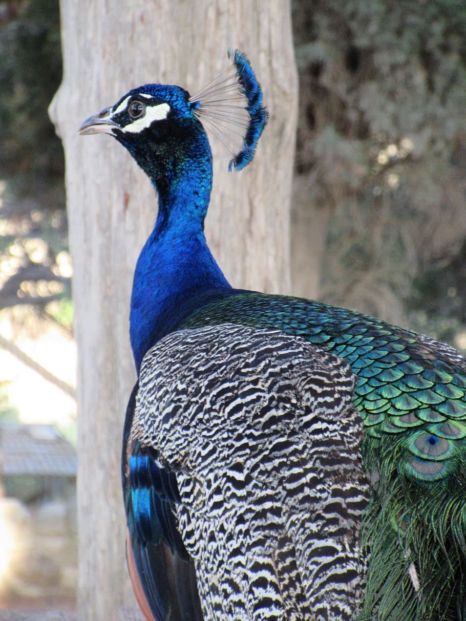 peacock, portrait, head, close up, iridescent, pride, feather HD wallpaper