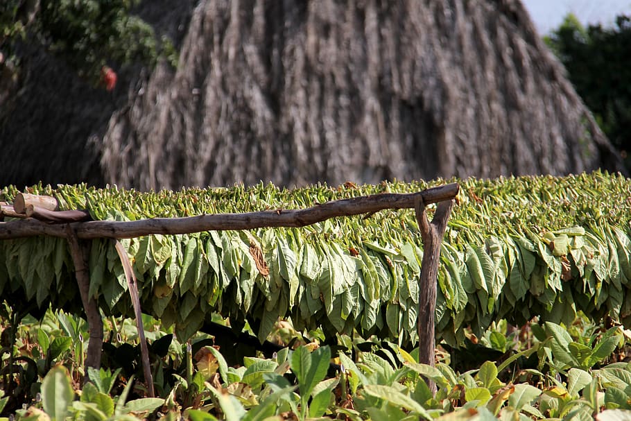 cuba, vinales, viñales, plant, tobacco, cigar, old fashionned, HD wallpaper