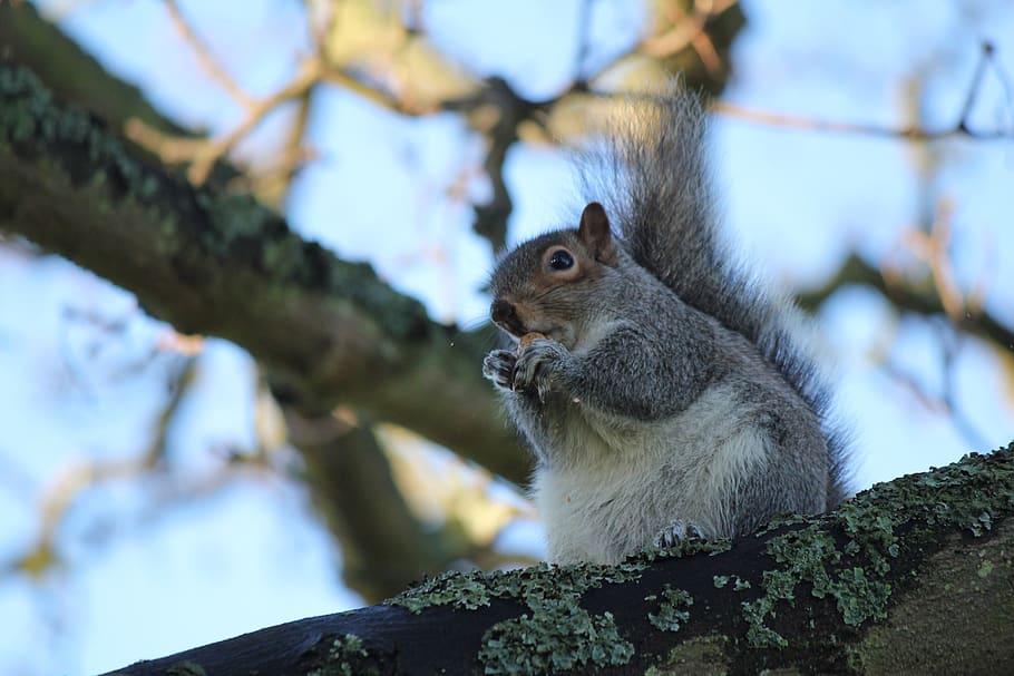 squirrel, animal, wildlife, animal themes, animal wildlife, HD wallpaper