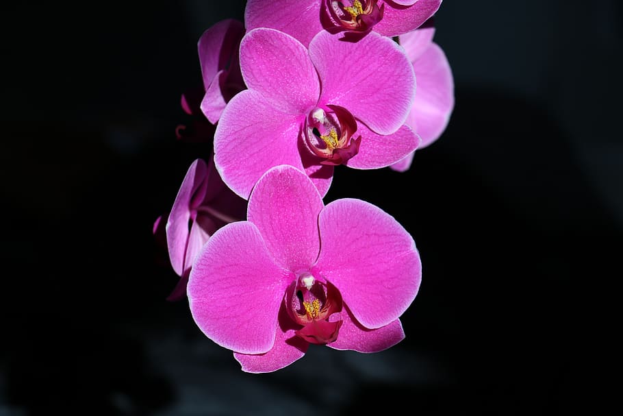 orchid, flower, pink, flowering plant, petal, pink color, freshness HD wallpaper