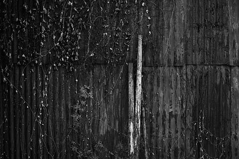 wood logs on wall, plant, tree, outdoors, lighting, annonaceae HD wallpaper