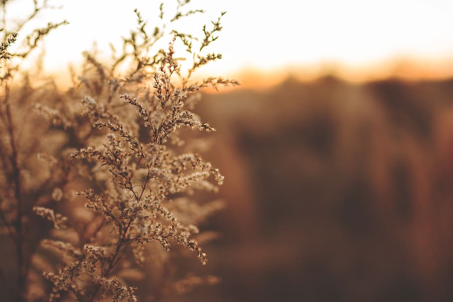 White Plant, blur, close-up, environment, field, focus, grass HD wallpaper