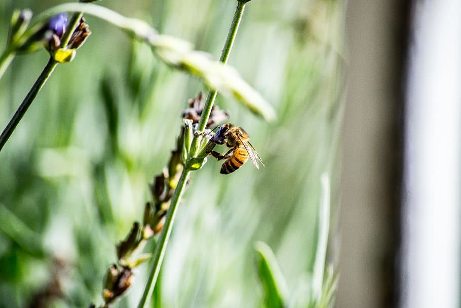 Honeybee Perched on Flower in Closeup Photography, blurred background HD wallpaper