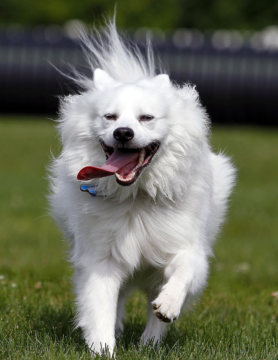 dog, american eskimo, pet, animal, cute, white, running, canine, HD wallpaper