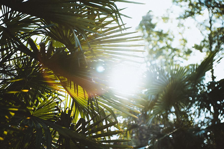 germany, cologne, sun, jungle, hot, heat, sunset, flora, tree HD wallpaper