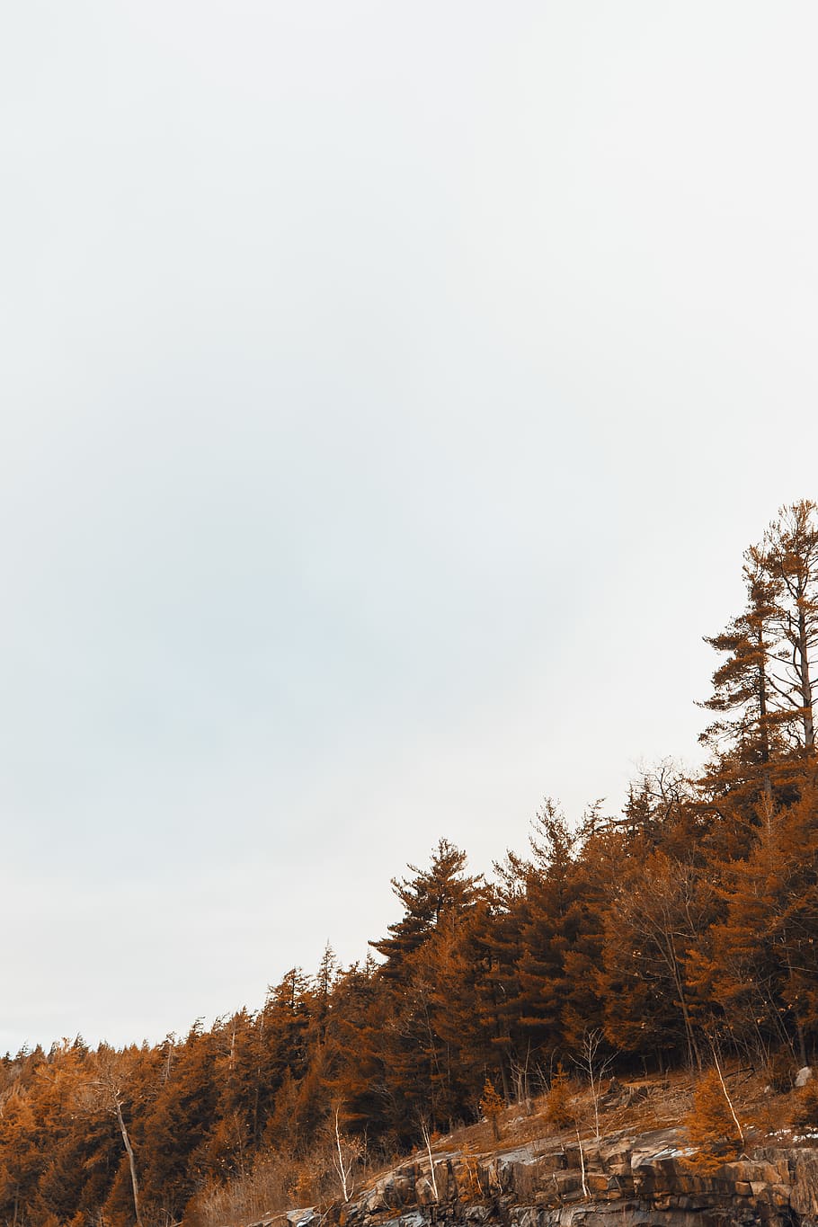 brown trees during daytime, plant, conifer, larch, fir, abies HD wallpaper