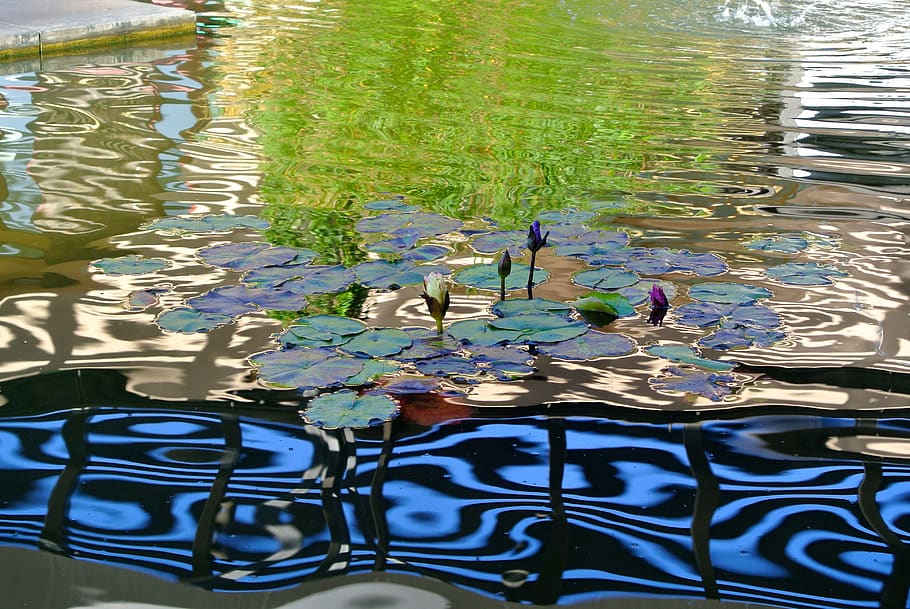 water, pond, feature, reflection, ripple, lake, nature, waterfront HD wallpaper